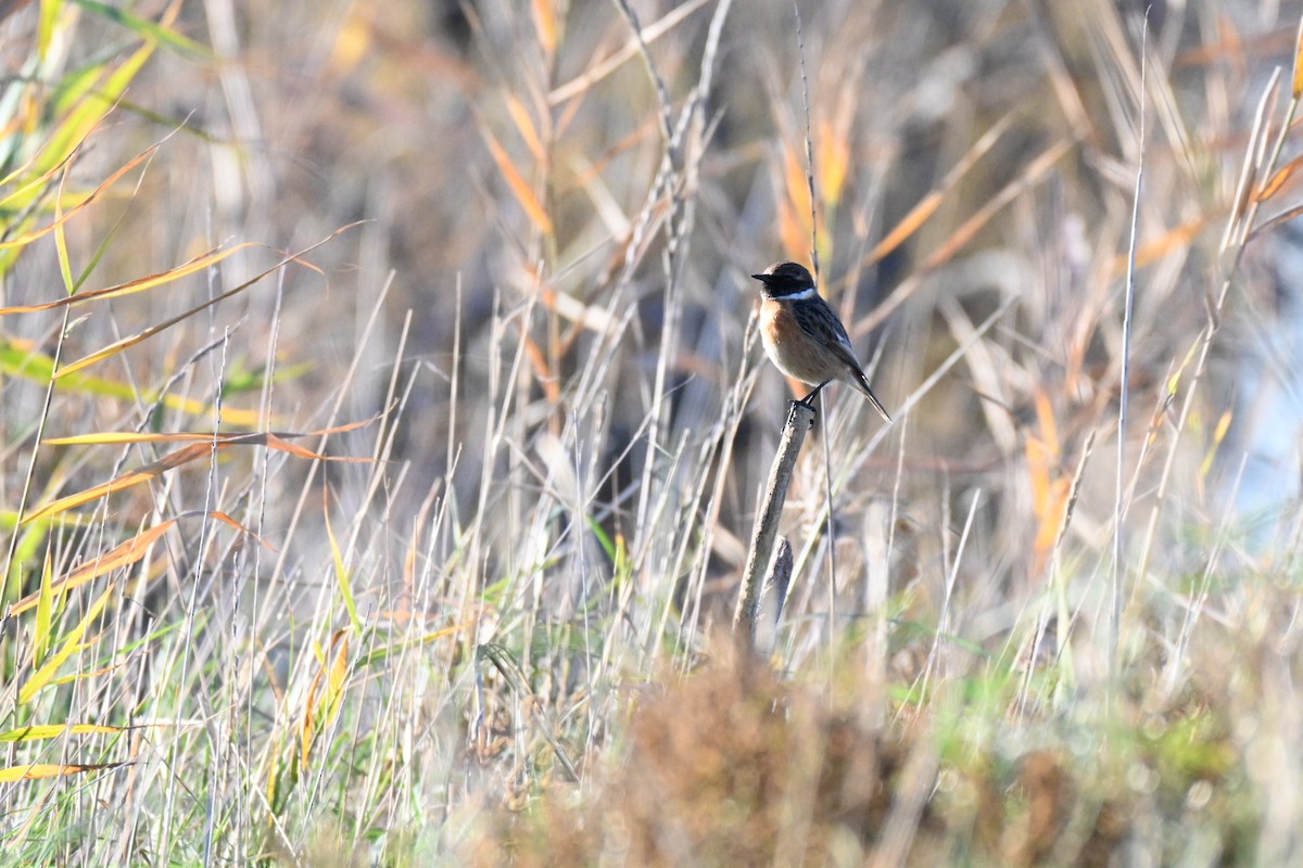 European Stonechat - ML647127662
