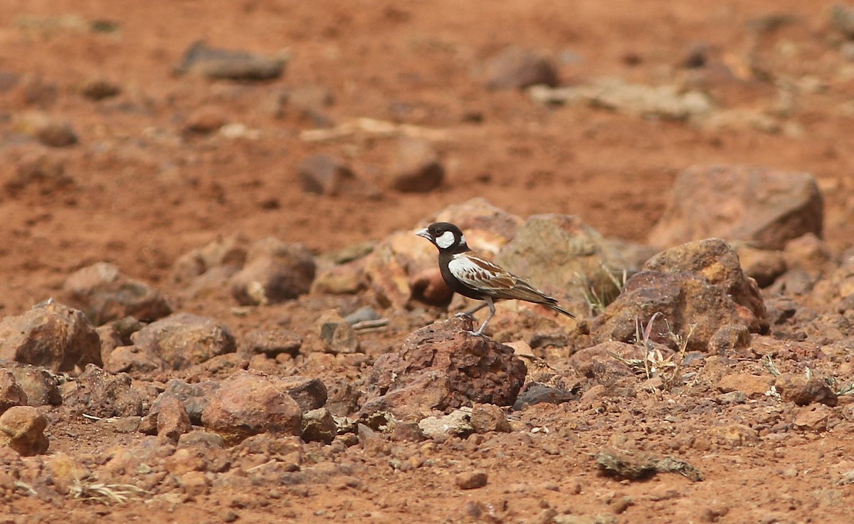 Kestane Sırtlı Serçe Toygarı - ML647127665