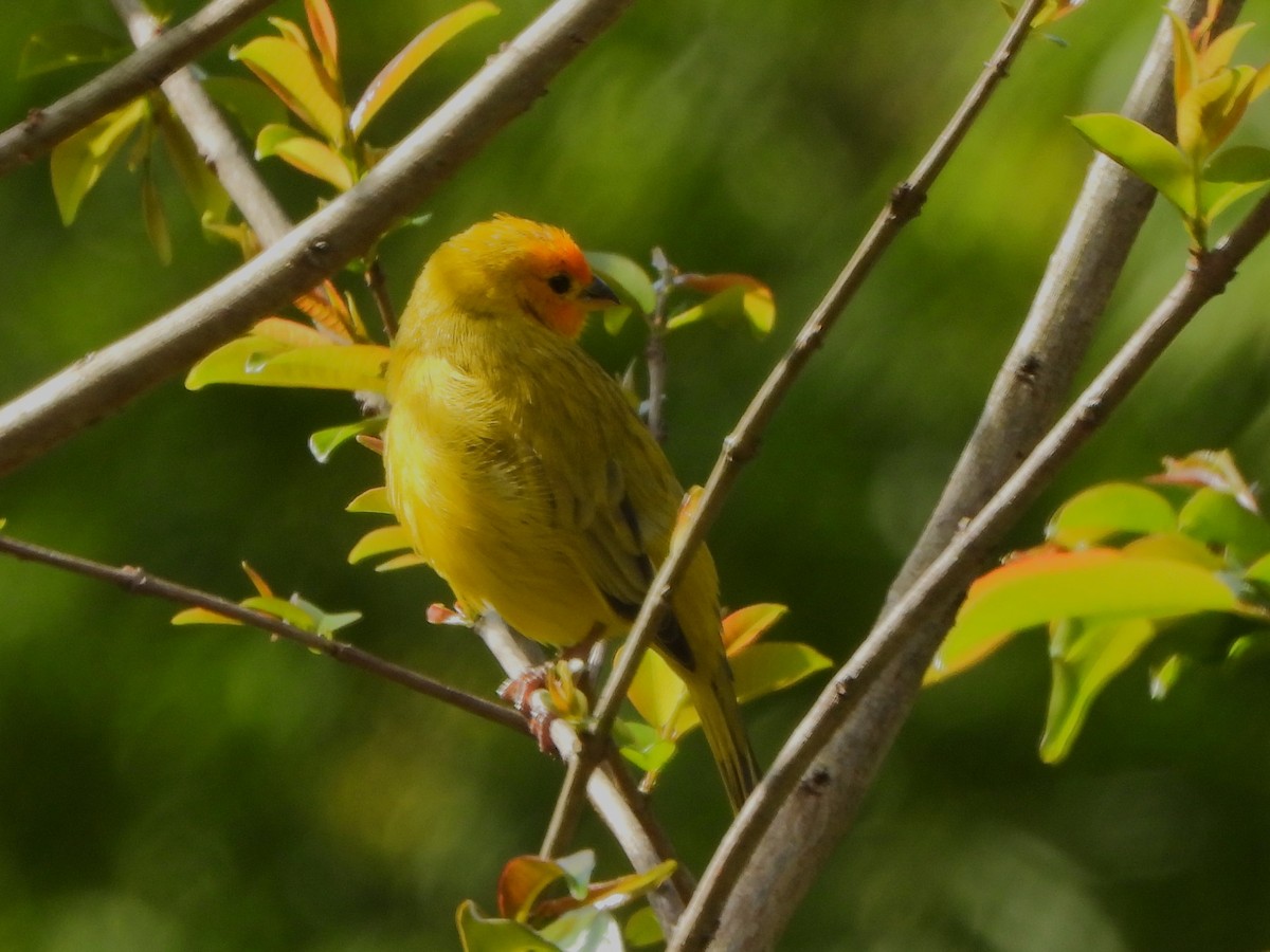 Saffron Finch - ML647127673