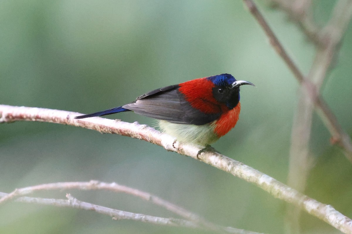 Black-throated Sunbird (Dalat) - ML647127675