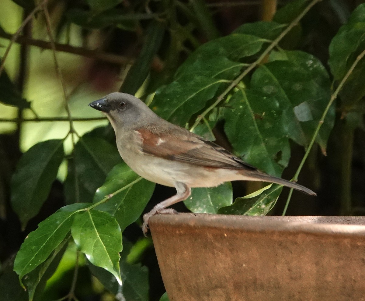 Northern Gray-headed Sparrow - ML647127682