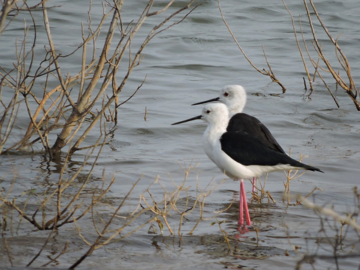 高蹺鴴 - ML647127690