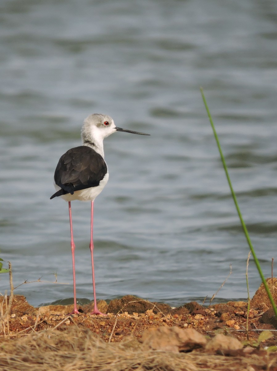 高蹺鴴 - ML647127691