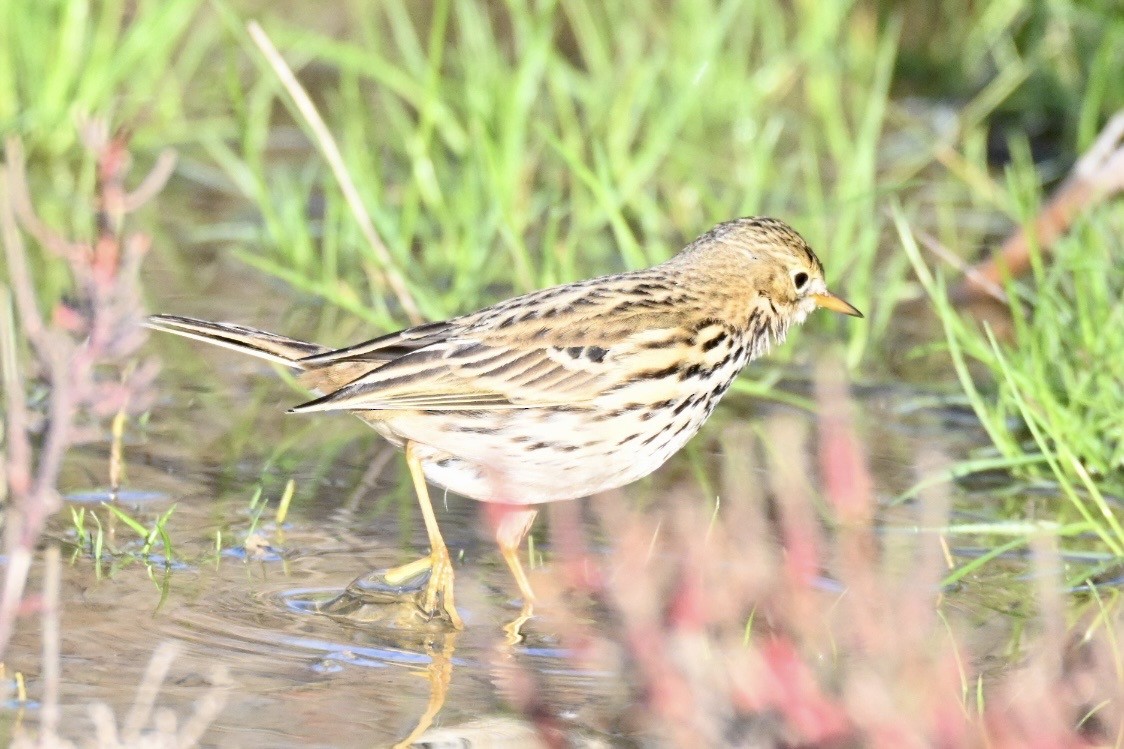 Щеврик лучний - ML647127693