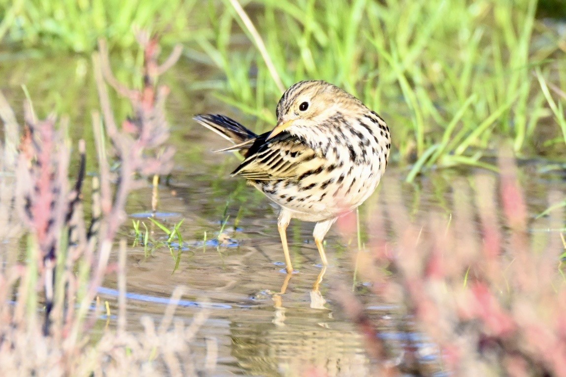 Щеврик лучний - ML647127694