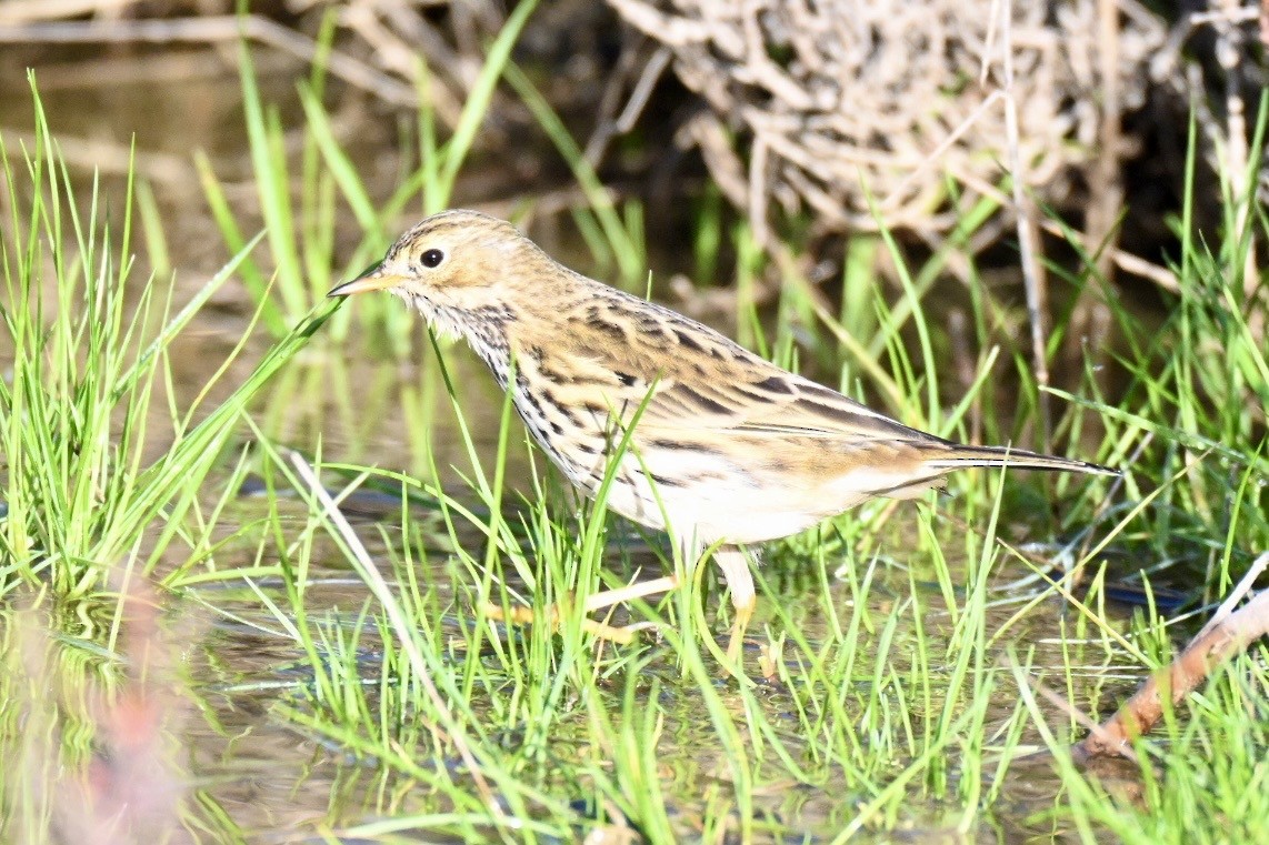 Щеврик лучний - ML647127695