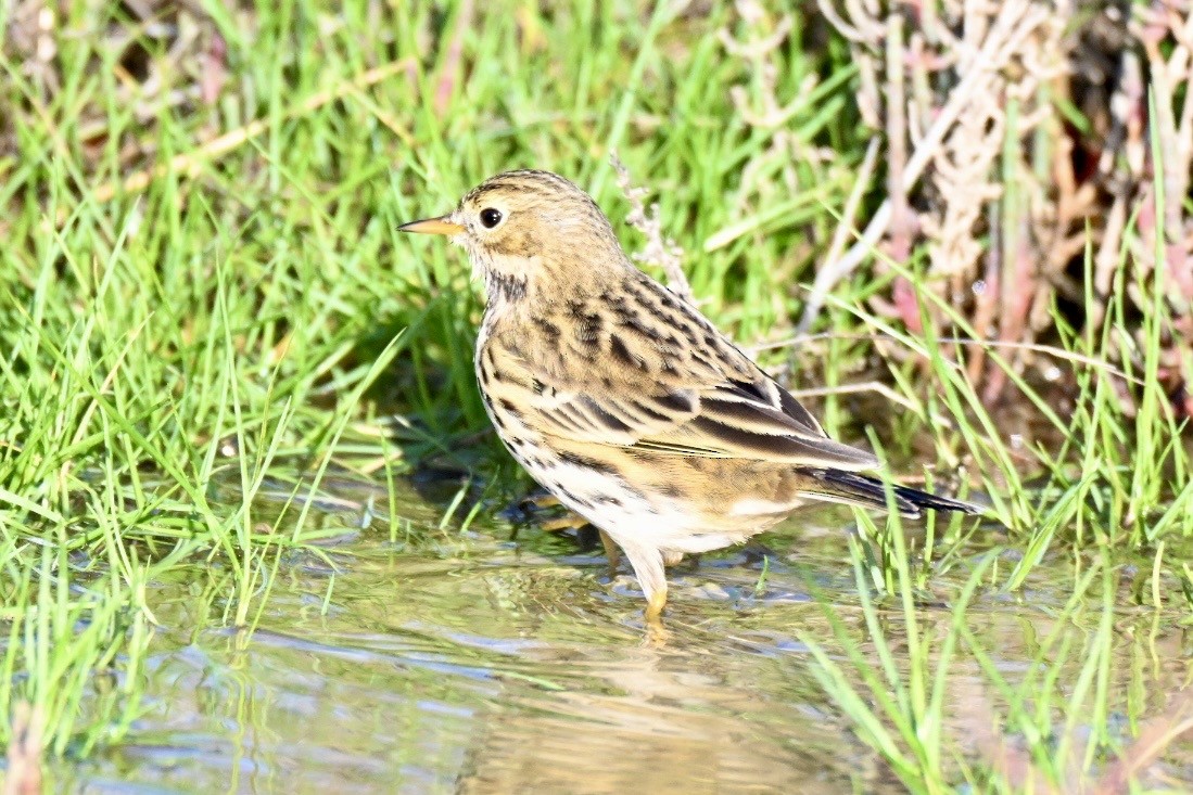 Щеврик лучний - ML647127696