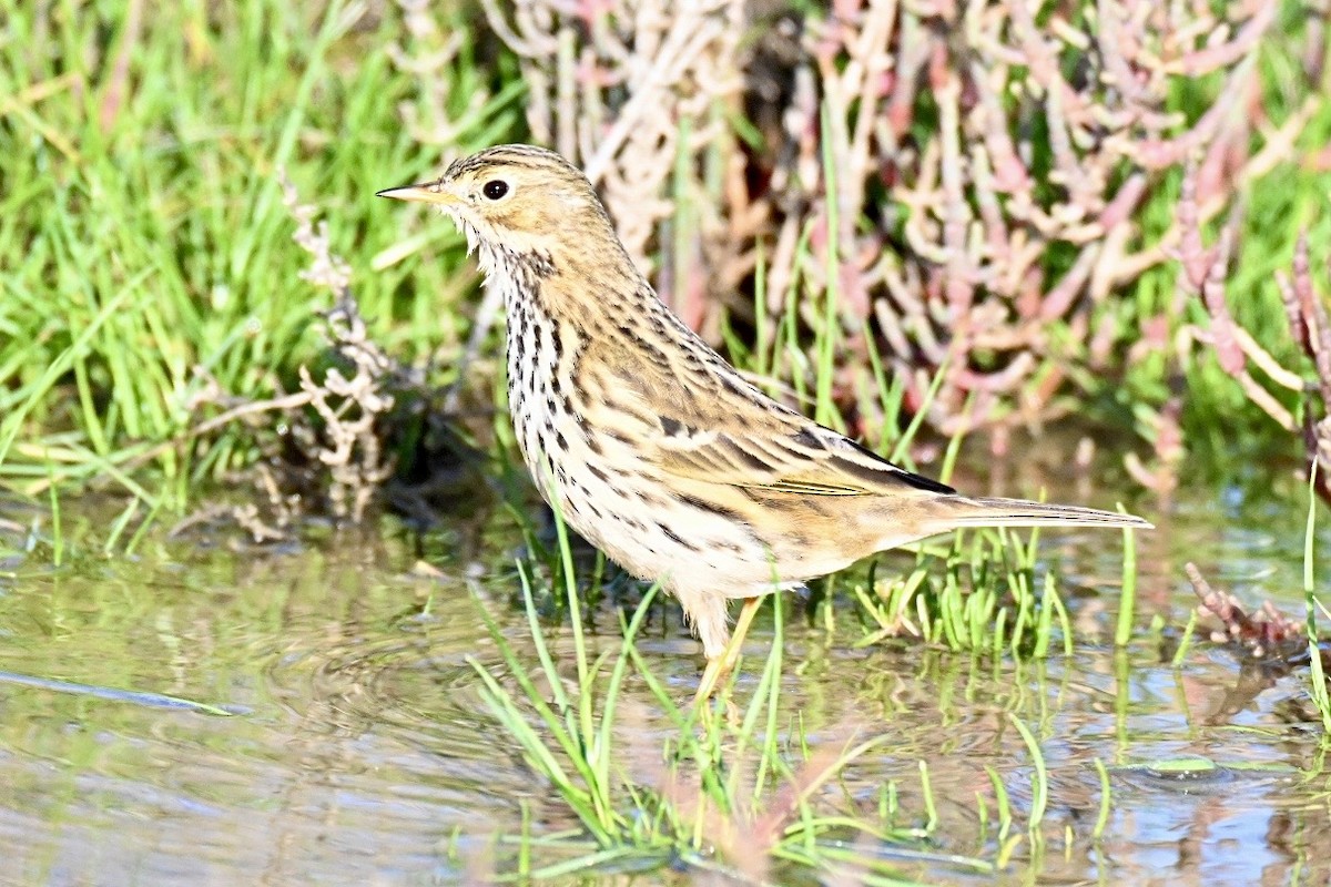 Щеврик лучний - ML647127697