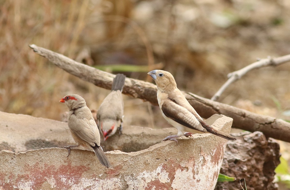 アフリカギンバシ - ML647127702