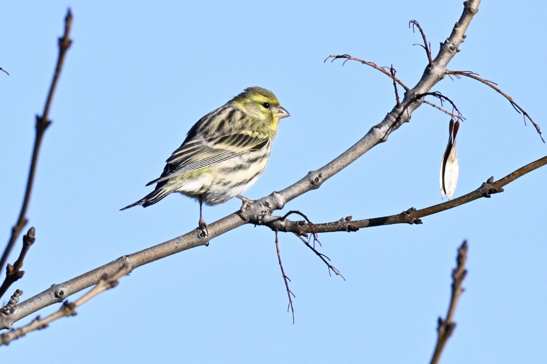 Girlitz - ML647127706