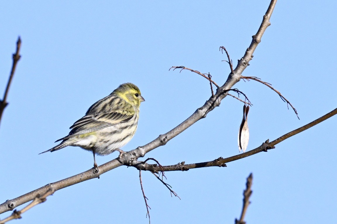 Girlitz - ML647127707