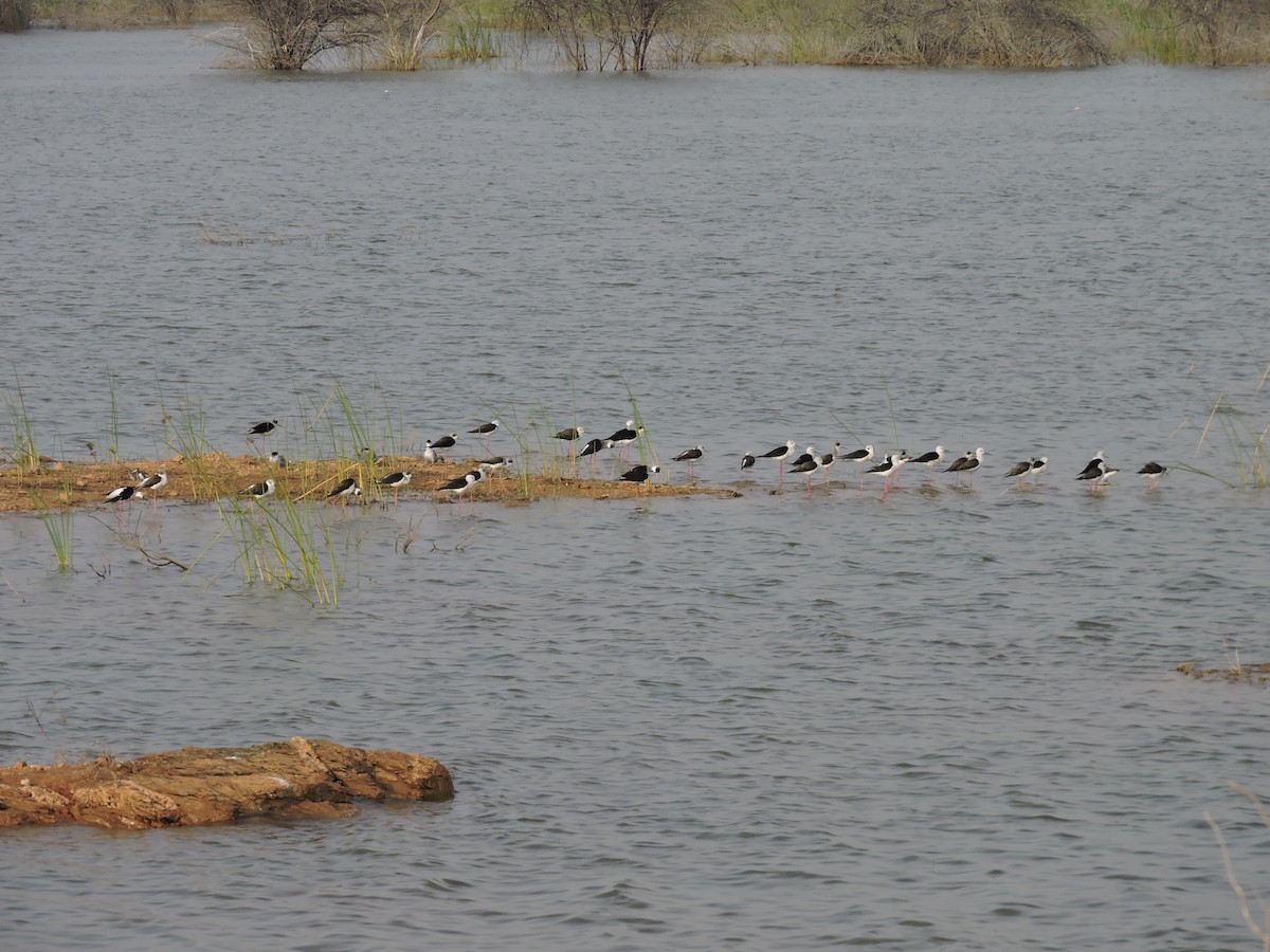 高蹺鴴 - ML647127730