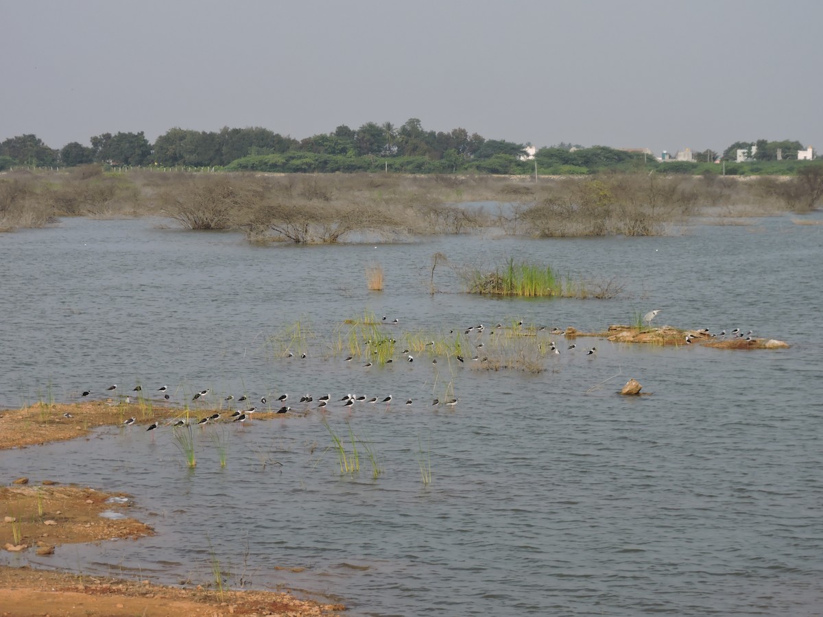 高蹺鴴 - ML647127731