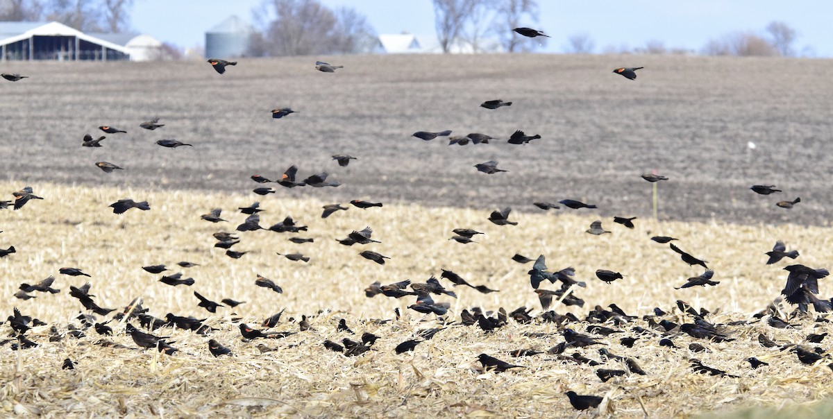 Red-winged Blackbird - ML647127732