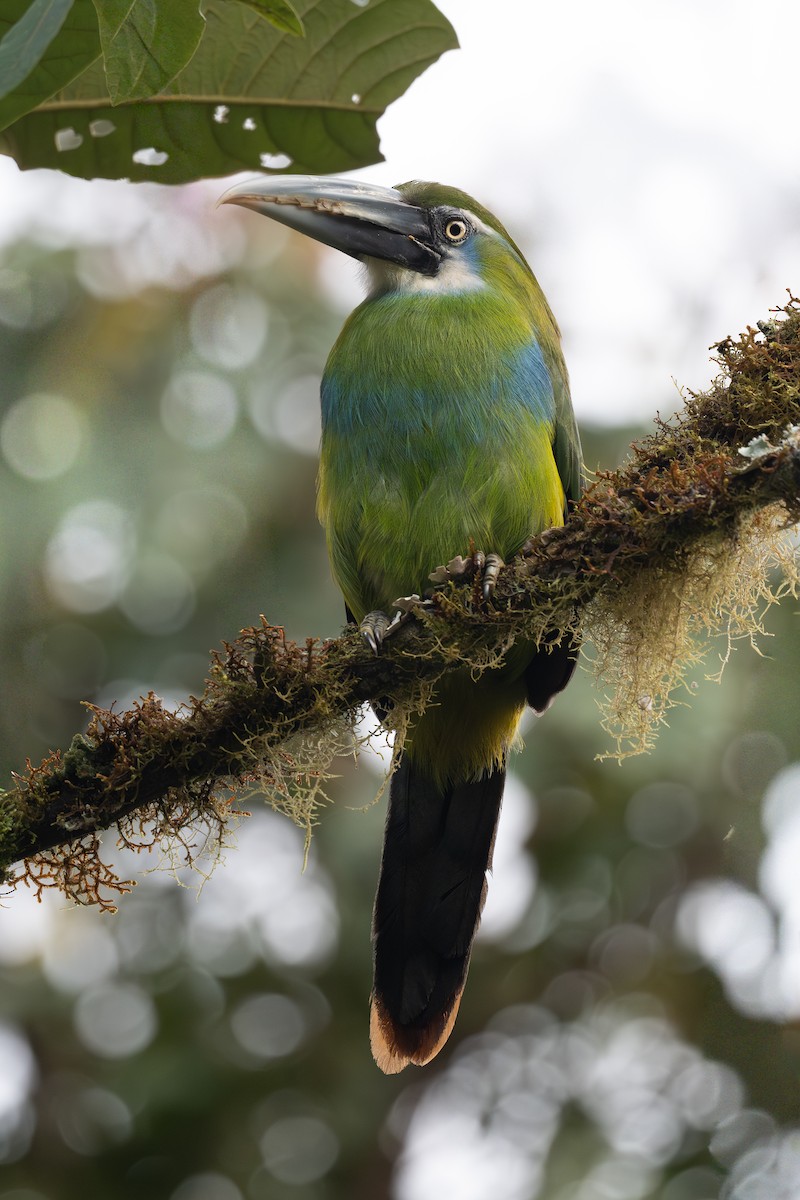 Blue-banded Toucanet - ML647127736