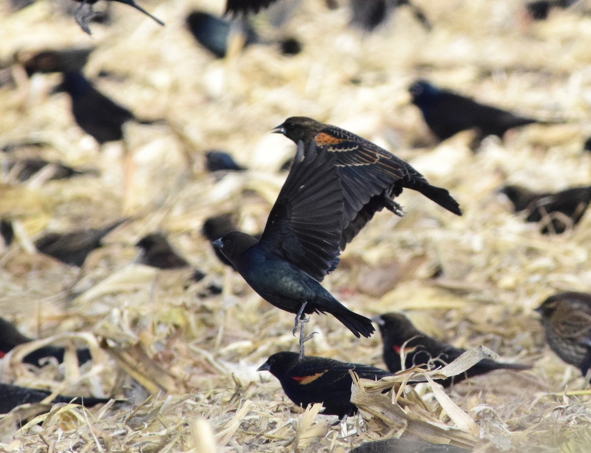 Brown-headed Cowbird - ML647127745