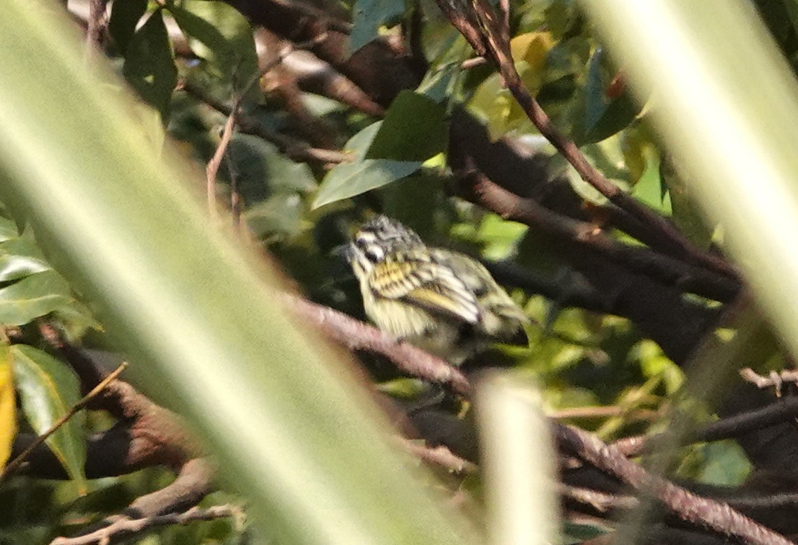 Yellow-fronted Tinkerbird - ML647127750