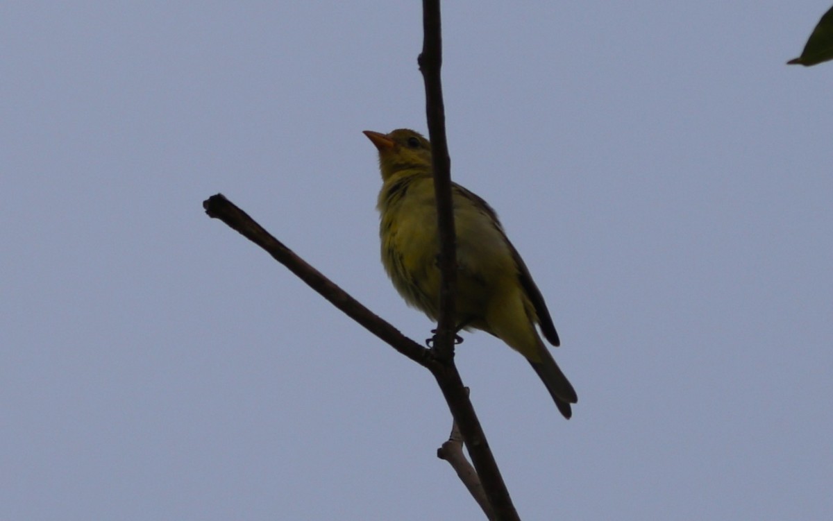 Piranga Carirroja - ML647127751