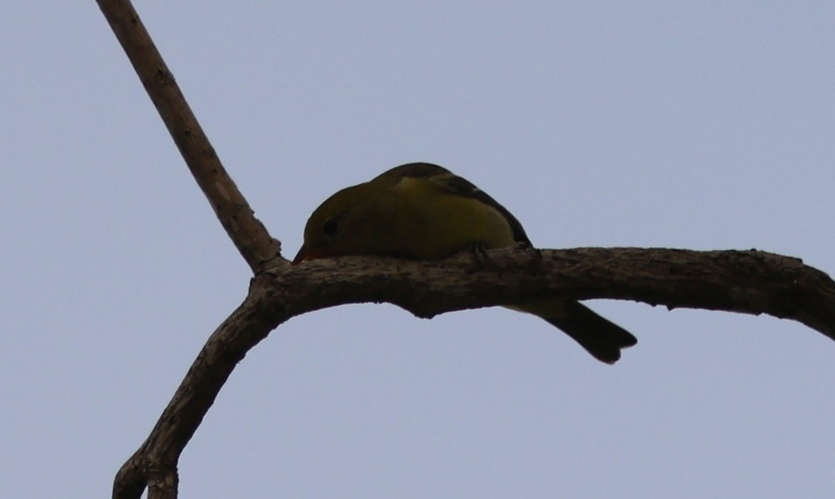 Piranga Carirroja - ML647127757