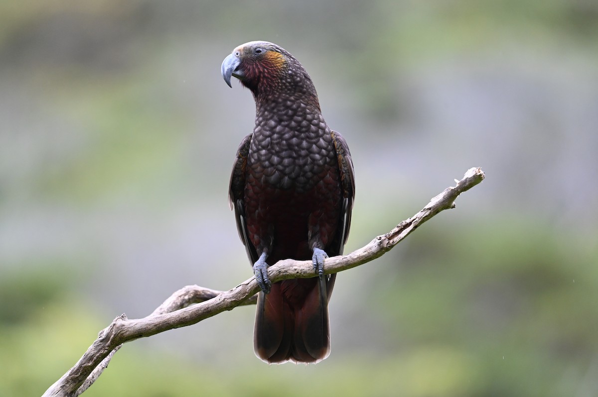New Zealand Kaka - ML647127762