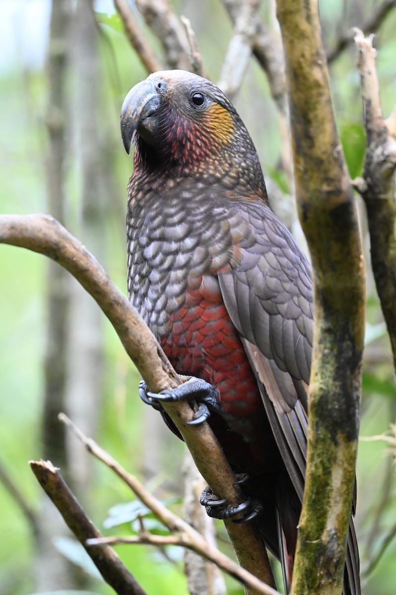 New Zealand Kaka - ML647127763