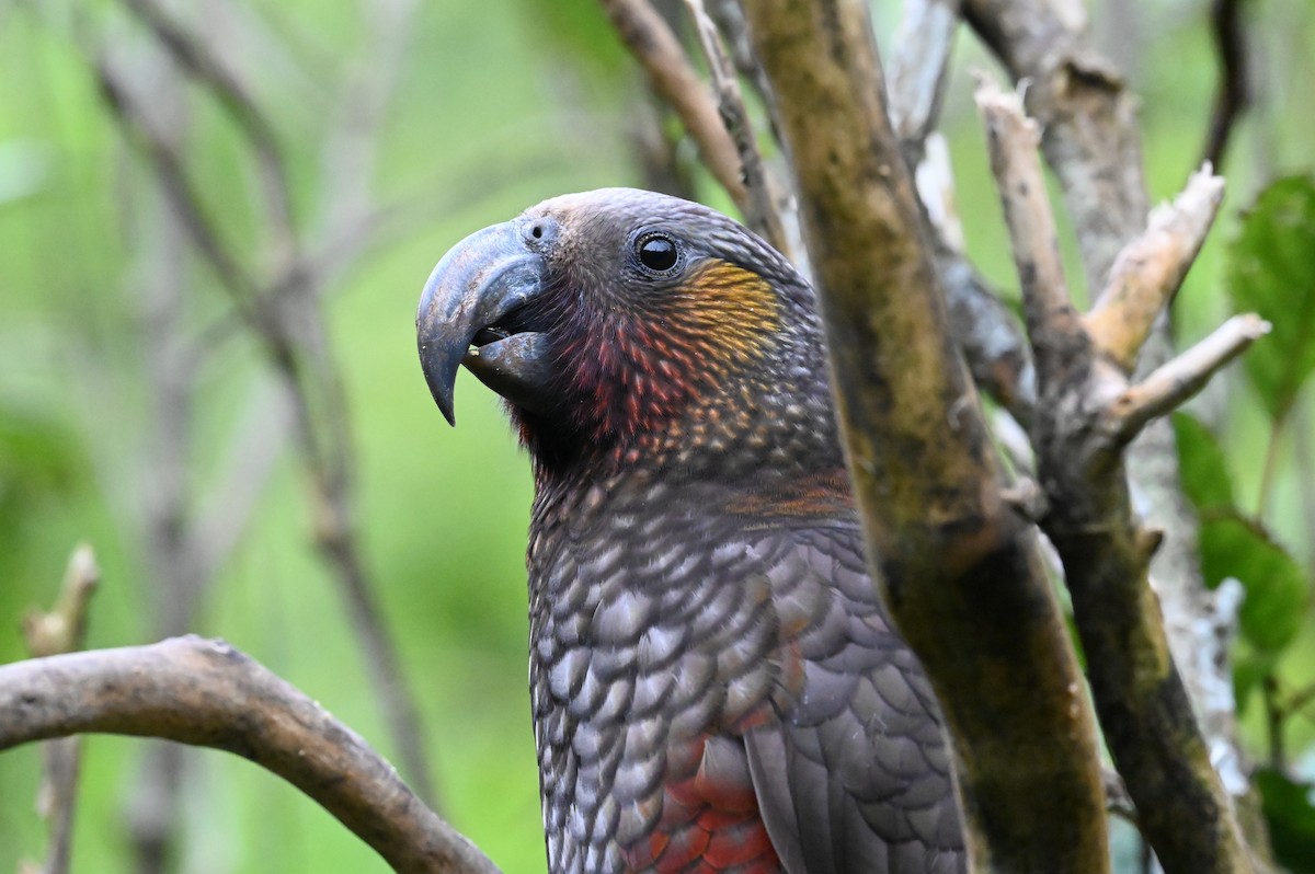 New Zealand Kaka - ML647127764