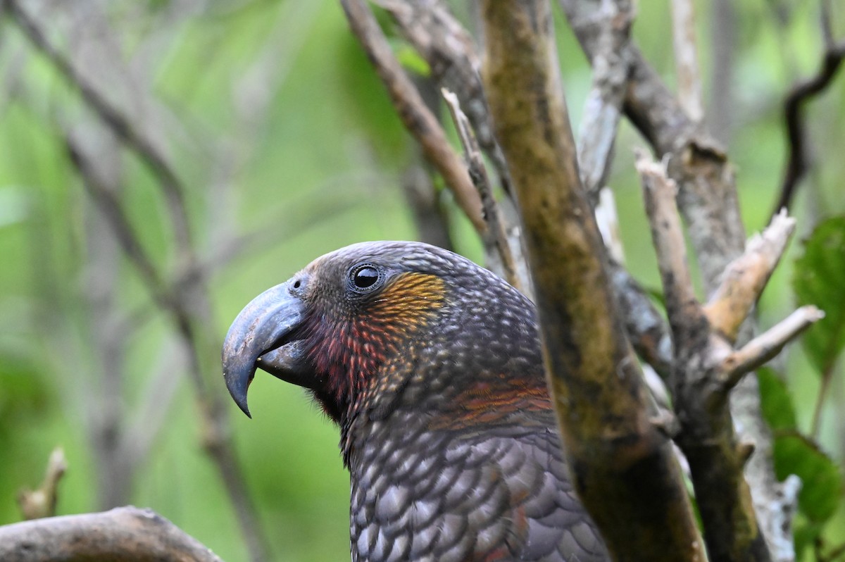 New Zealand Kaka - ML647127765