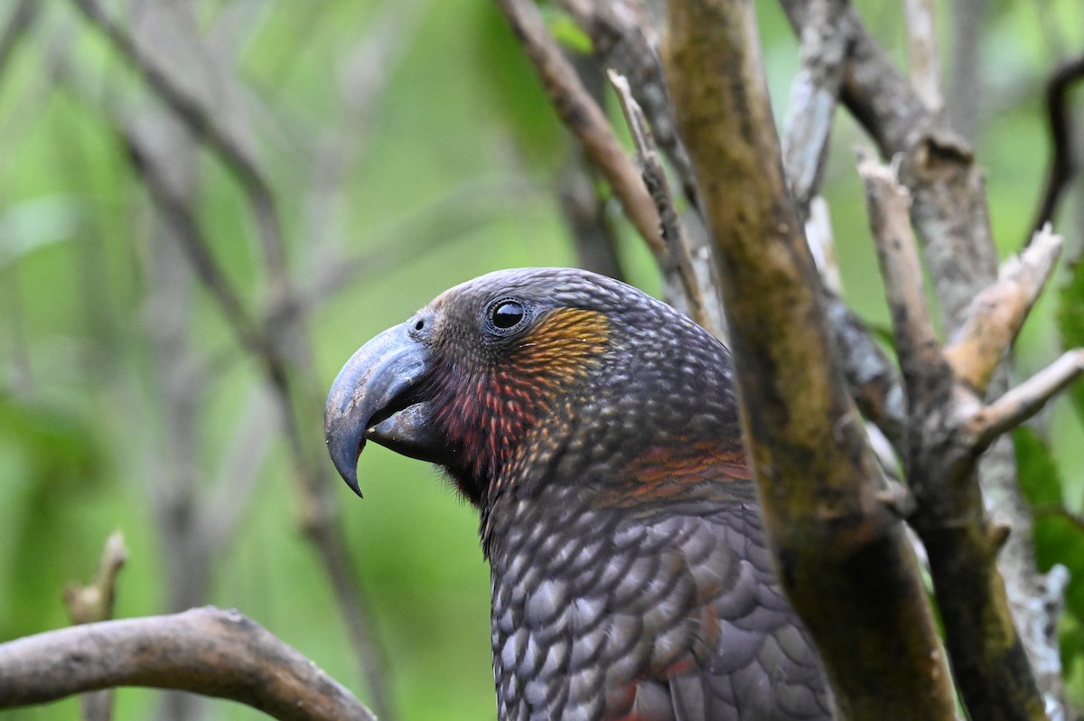 New Zealand Kaka - ML647127766