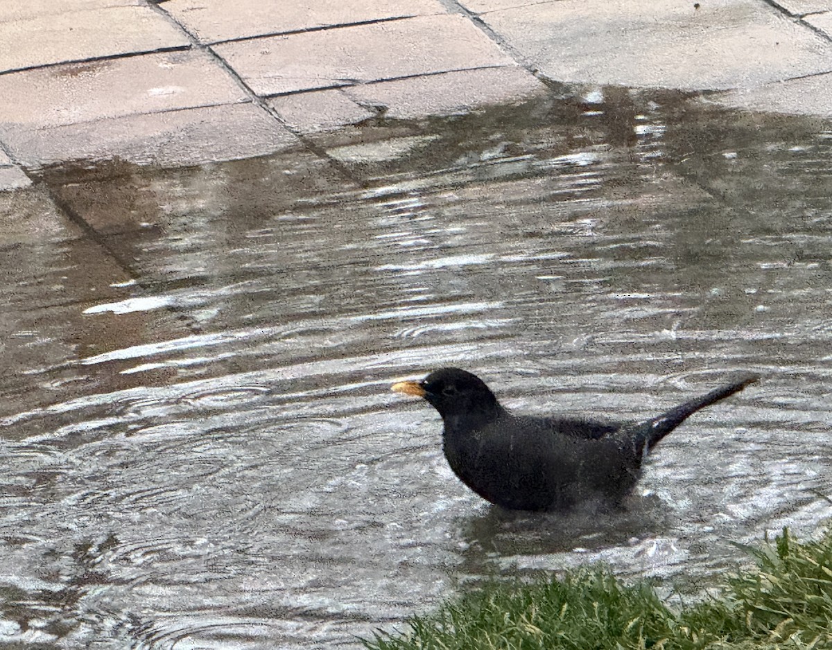 Eurasian Blackbird - ML647127767