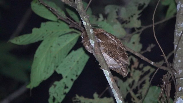 Tropical Screech-Owl - ML647127768