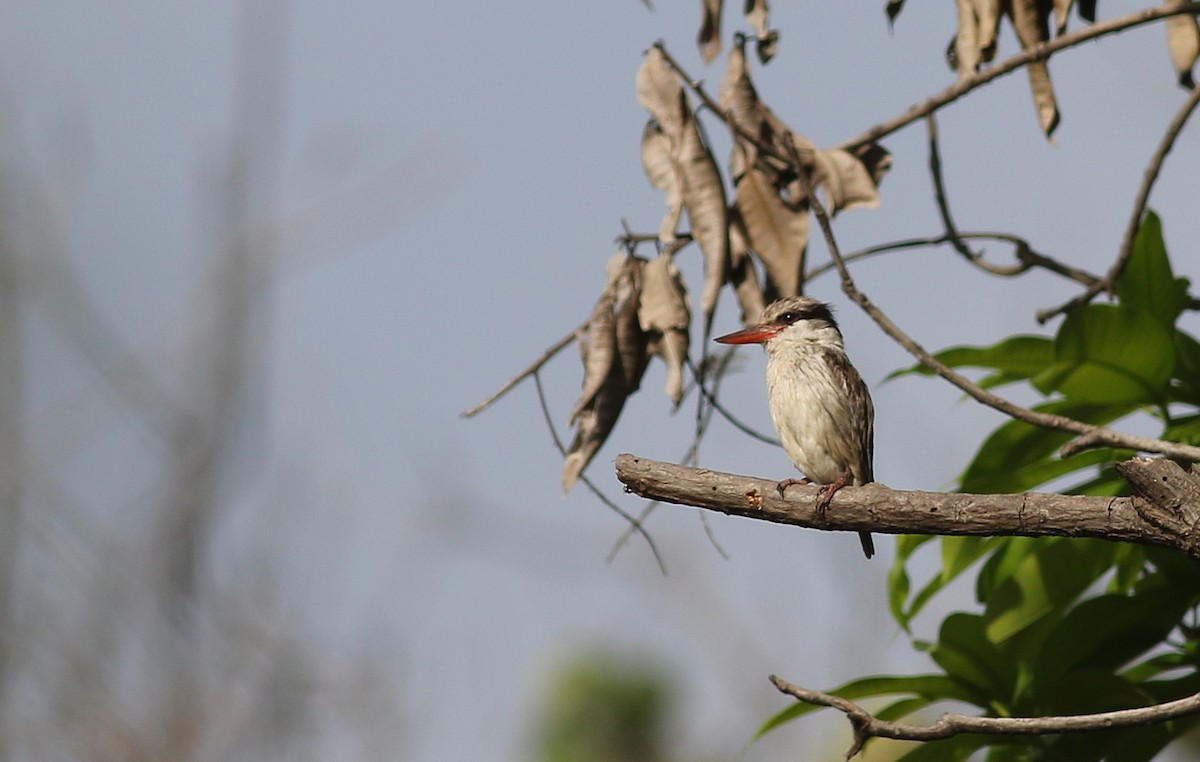 Striped Kingfisher - ML647127771