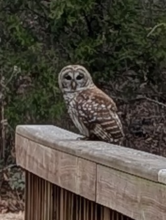 Barred Owl - ML647127773