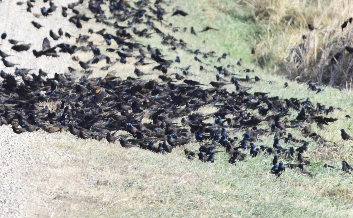 Quiscale bronzé - ML647127780