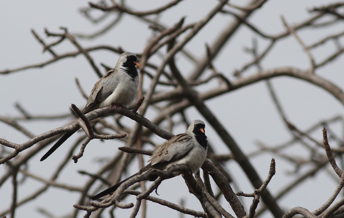 hrdlička kapská - ML647127781