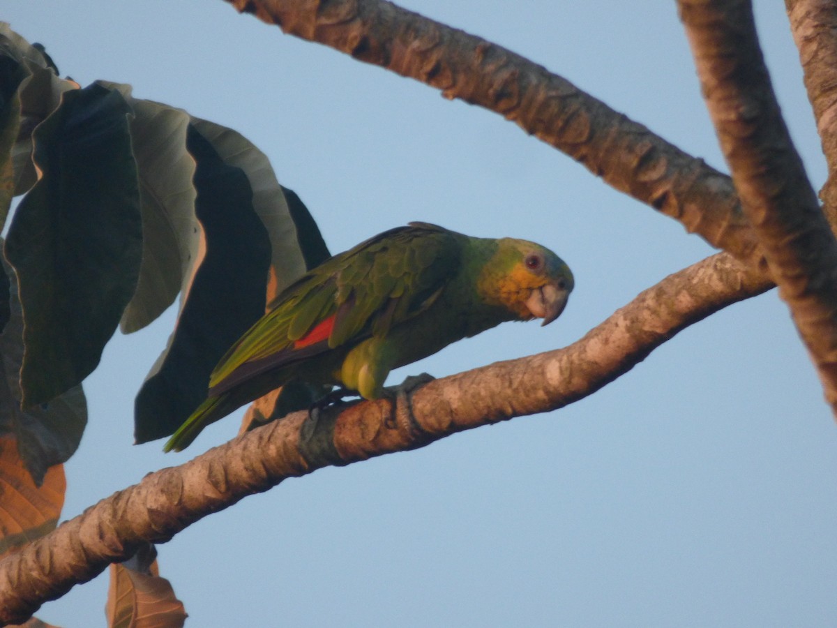 Turquoise-fronted Amazon - ML647127791