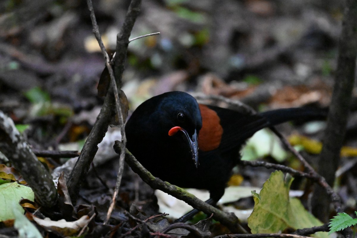North Island Saddleback - ML647127796