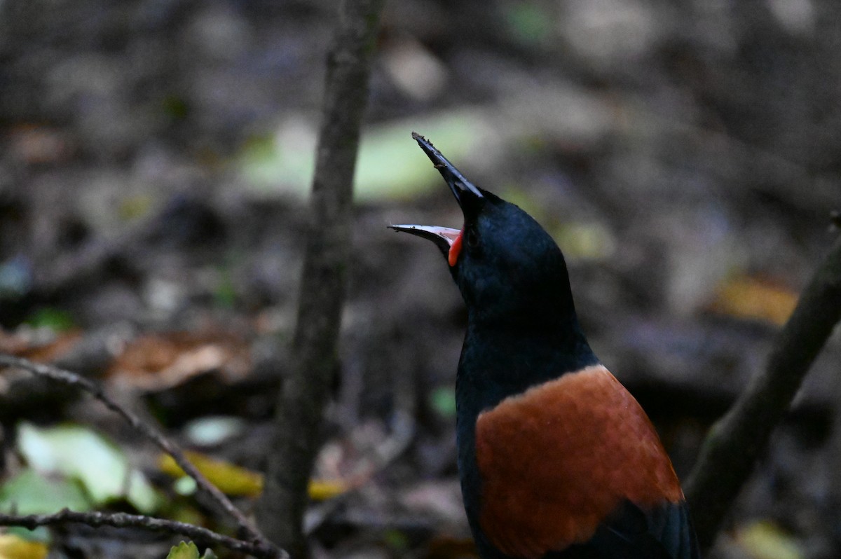 North Island Saddleback - ML647127797