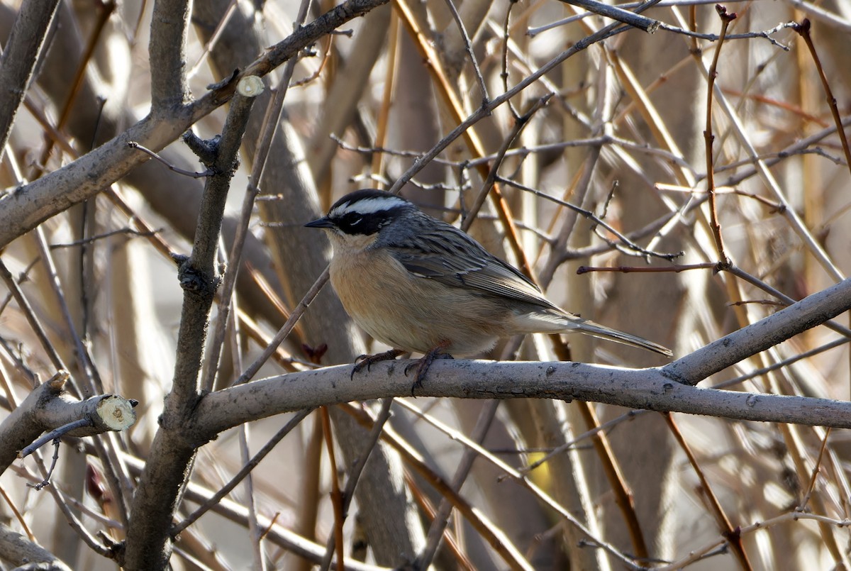 Brown Accentor - ML647127799