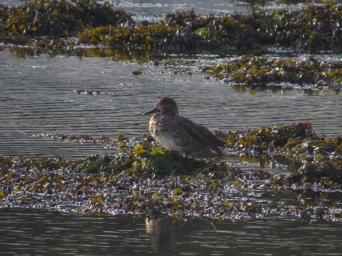 čírka obecná - ML647127800