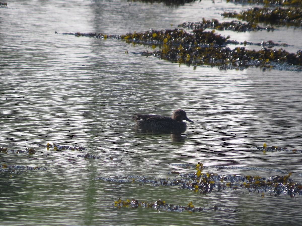 čírka obecná - ML647127801