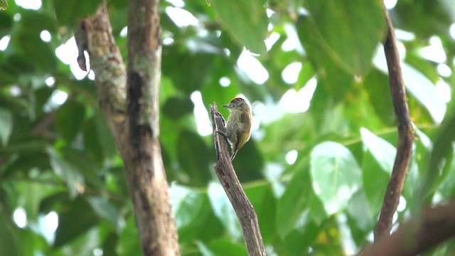 Fine-barred Piculet - ML647127813