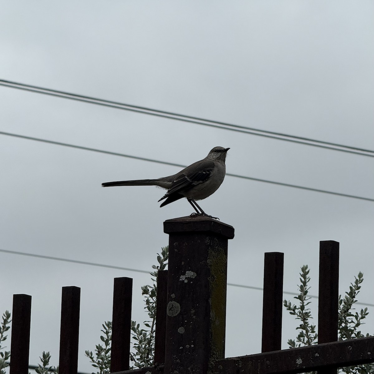 חקיינית צפונית - ML647127829