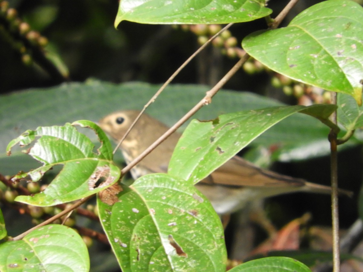 Swainson's Thrush - ML647127830