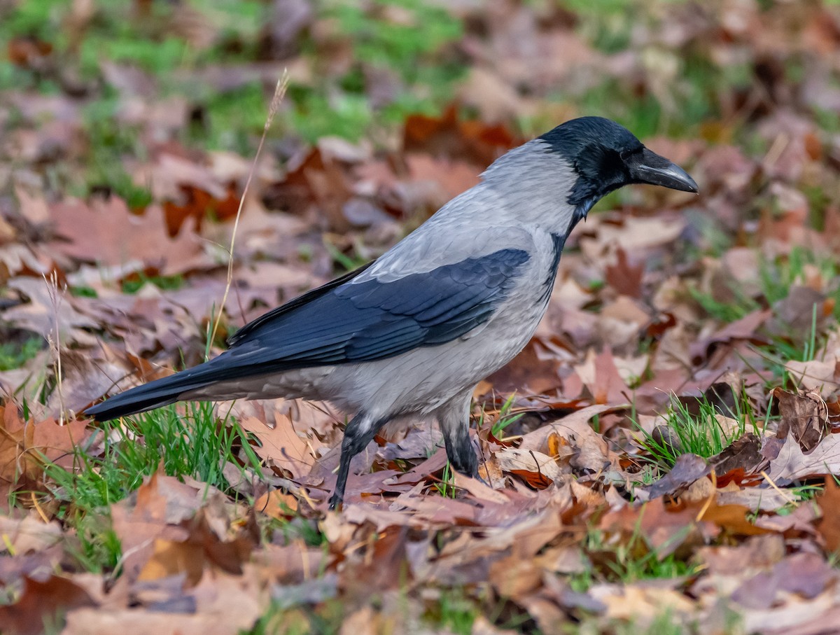 Hooded Crow - ML647127842