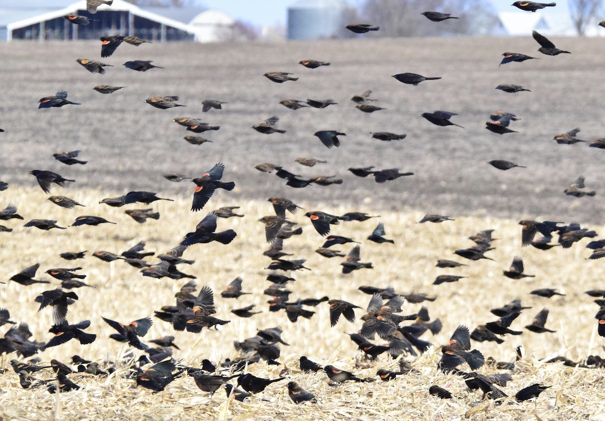 Red-winged Blackbird - ML647127844