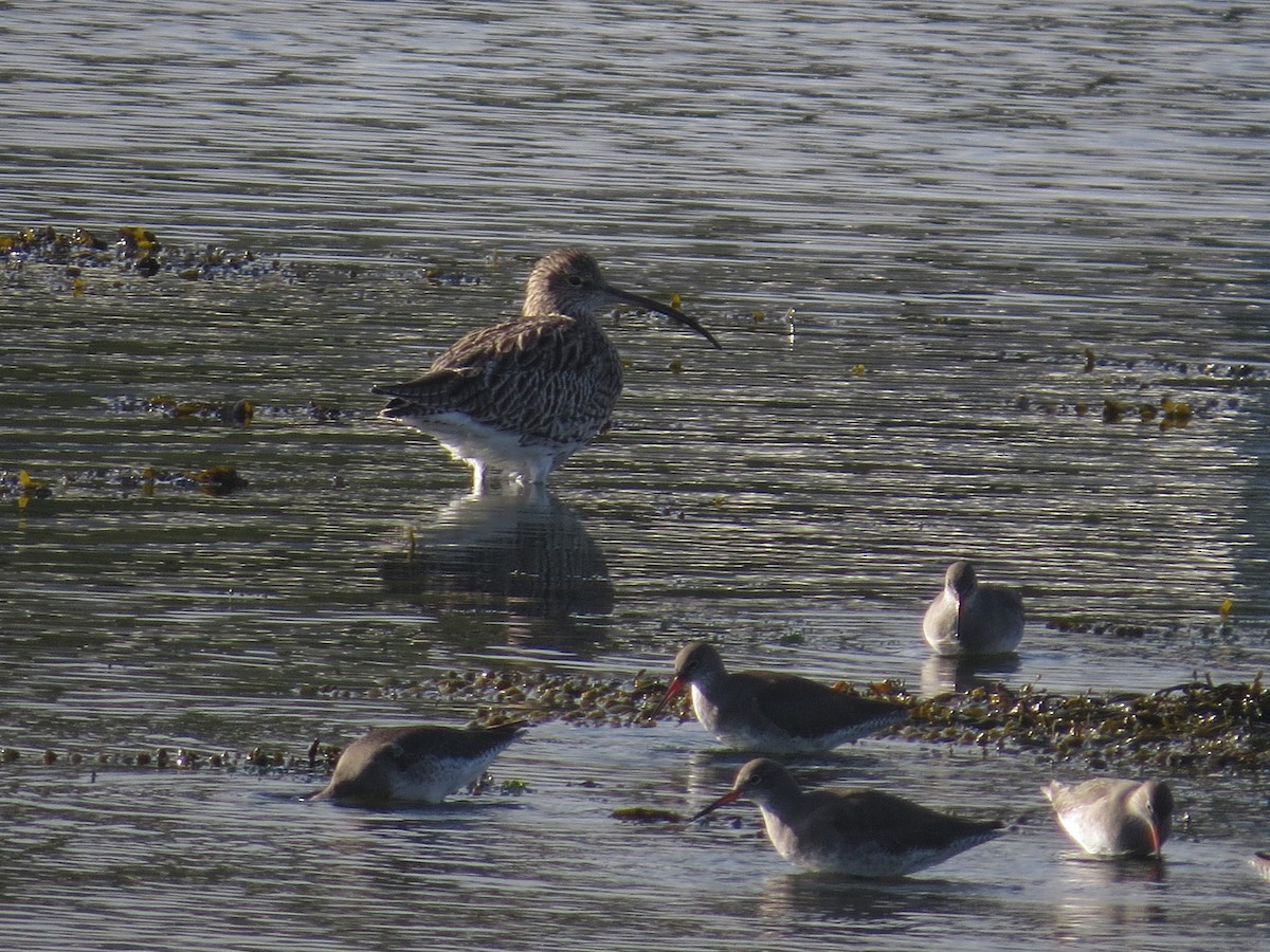 koliha velká - ML647127850