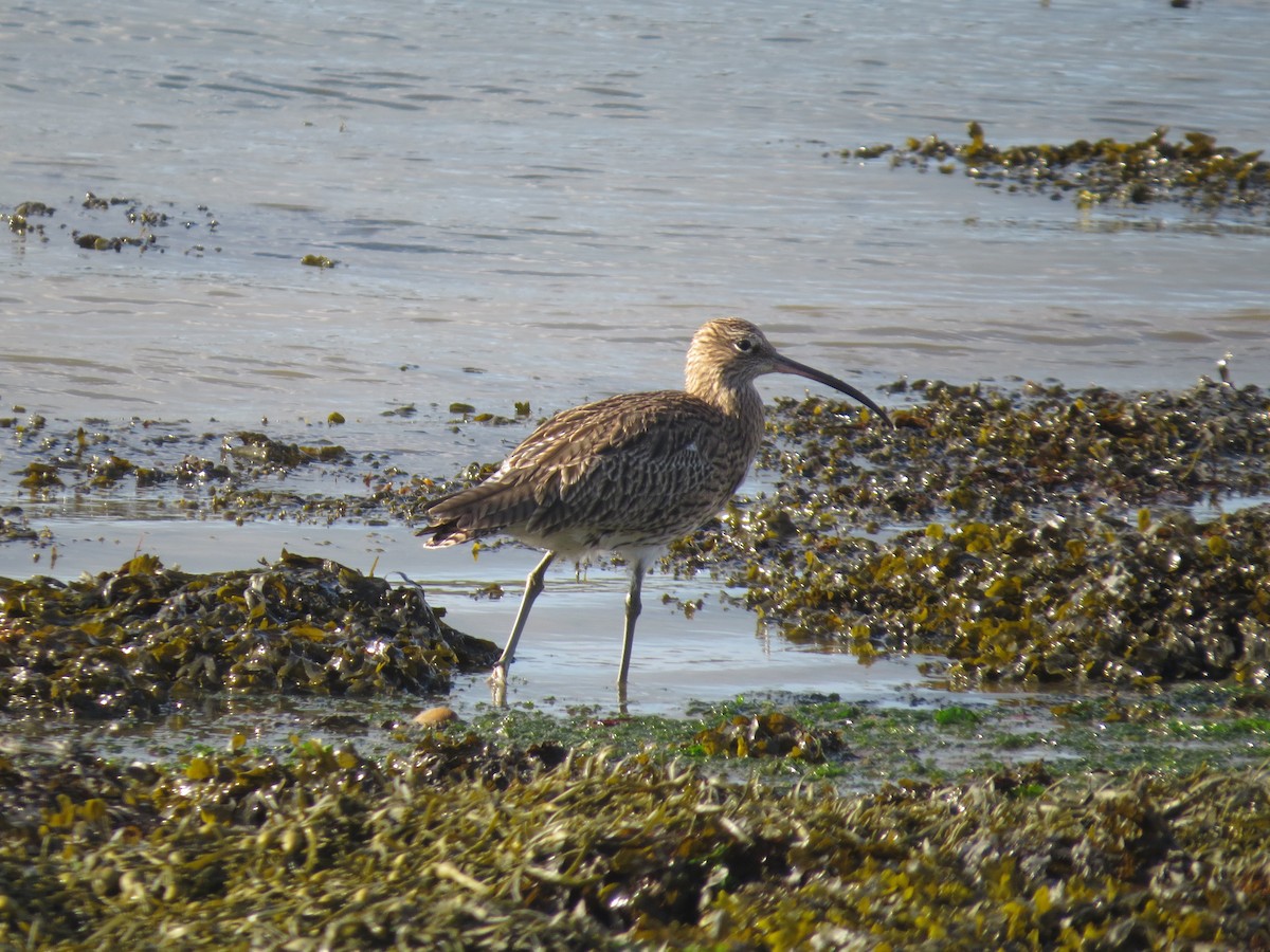 koliha velká - ML647127851