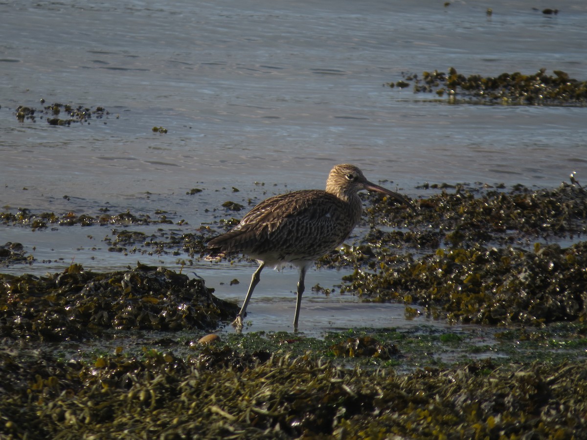 koliha velká - ML647127852