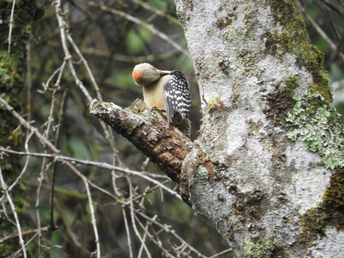 Red-crowned Woodpecker - ML647127865