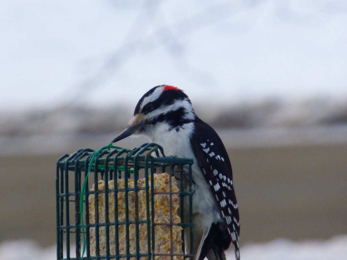 Sert Tüylü Ağaçkakan - ML647127866